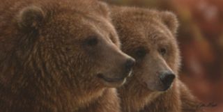 Lazy Daze Bears Wildlife Collin Bogle Framed Picture