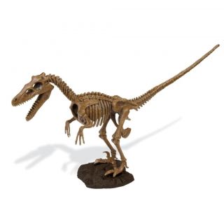  Enterprises Dino Velociraptor Kit Tricera Skeleton Dinosaur