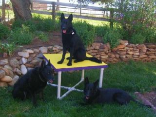 Dog Agility Equipment Pause Table Includes Both Base Top