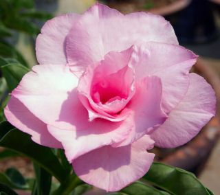 Adenium Obesum Desert RosePink Rose 50 Seeds