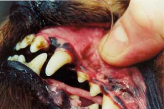 Leba III 3 Dog Cat Pets Dental Plaque Removal Oral Teeth Whitening