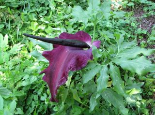 25 Dragon lily arum flower voodoo Bulb amorphophallus bird yam tuber