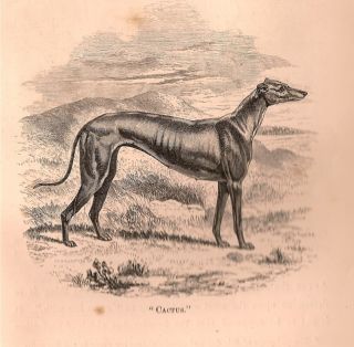, REARING AND TRAINING GREYHOUNDS FOR PUBLIC RUNNING; THEIR DISEASES