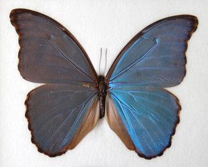 Very Beautiful Butterfly Collection Morpho Didius R334