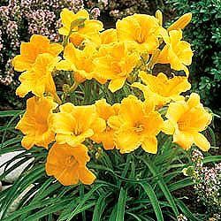  Oro DAYLILY DOro deOro Daylilies re Bloomers Drought Tolerant