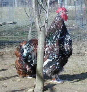 We purchased 2 separate Greenfire bloodlines in 2011 and they are