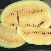 RARE Desert Watermelon 10 Seeds Drought Tolerant 1158