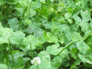 15lb White Dutch Clover Seed 12 Millions Seeds