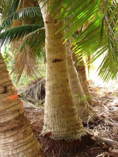 Live Sprouted Samoan Dwarf NIU Leka Coconut Palm Tree