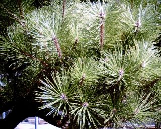 Kobe Dwarf Japanese White Pine Pinus Parviflora