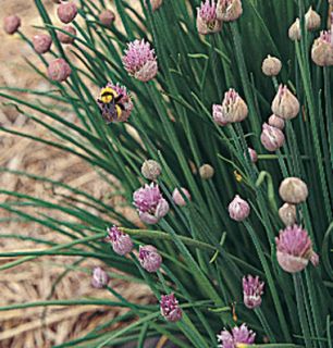 Fresh Chive Seeds Herb Garden 100 Seeds  Chives