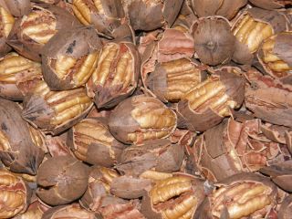 12 Pounds Organic Fresh Large Desireable Pecans. Harvested And Cracked