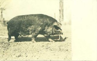Colorado Boar Champion Edgemoor C 1917 RP Postcard