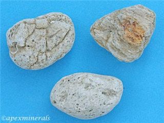 Set 3 Carribean Pumice Rocks That Float with Fossils Science Classroom