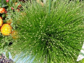 Fiber Optic Grass 4 Plant Annual Perennial Isolepis