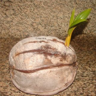  ~ SPROUTED SAMOAN DWARF COCONUT (1) SEED Coconut Palm Cocos nucifera
