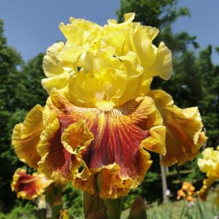 Tall Bearded French Riviera Iris Heavily Ruffled 09 Perennial Plant
