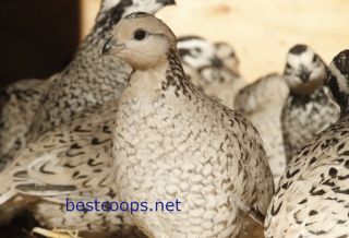 12 Fertile Snowflake Bobwhite Quail Hatching Eggs Pre Sale 2013