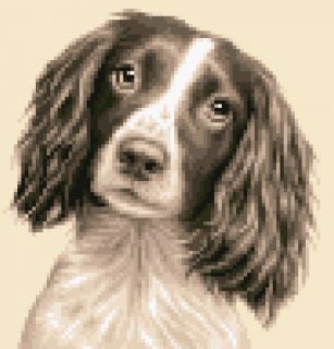 Springer Spaniel Dog Complete Counted Cross Stitch Kit