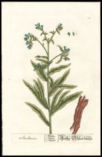 1757 Elizabeth Blackwell Hand Color Copper Plate Botanical Blue
