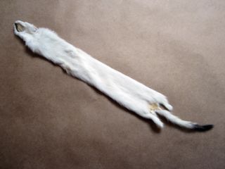 Soft Genuine Ermine Weasel Skin Pelt Tanned Hide Fur w Tail SCA Crafts