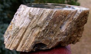 SIS Incredibly Preserved Eden Valley Wyoming Petrified Wood Log