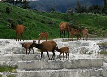 Elk at the Opal terrace at Mammoth Hot Springs, Yellowstone National