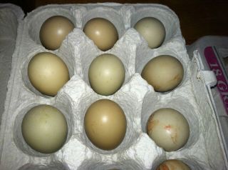 10+2 South Dakota Ringneck Pheasant Hatching Eggs 12 Total Ready to