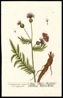 1757 Elizabeth Blackwell Hand Color Copper Plate Botanical Centaurea
