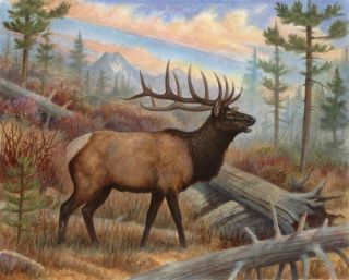 Moose Elk Posters Wildlife Hunting Wall Decor Prints