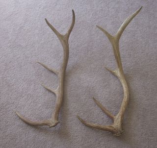 Beautiful 5 Point Shed Elk Antlers Antler Horns Moose Deer Knives