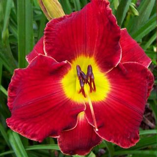 Redbird Mary DF B1H Hensley D 2007 DAYLILY