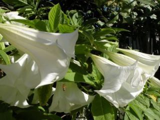  Flowers White Angel Trumpets 25 Seeds RARE Fragrant Exotic 1076