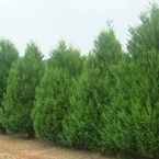 Cypress Murray X Leyland Tree Shrub Evergreen 3 pot 14 16 tall lot of