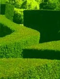 10 Privet Hedge Plants Fast Privacy Fence Evergreen Shrubs 24 Tall