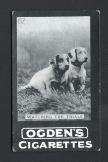 DOG Springer Spaniel English Puppies Photo Trading Card 1902