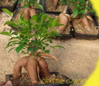 Pre Bonsai Ginseng Ficus Tree Microcarpa Houseplant