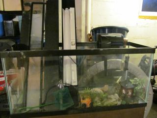  40 Gallon Aqaurium Fish Tank Stand Lights Filter Isolation Tank