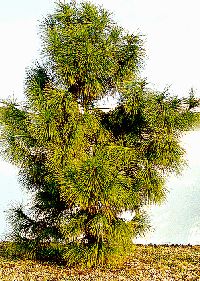 Longleaf Pine Fast Growing Ornamental Evergreen Tree Home Garden Shade