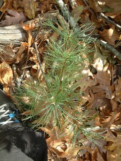 100 FAST Growing (Eastern White Pine Trees) Live Plants 12 24 INCH