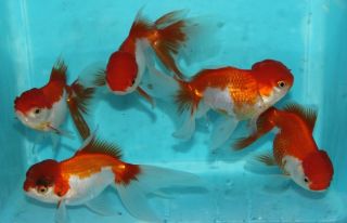 4to5 Red And White Oranda Live Goldfish