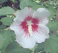  Hibiscus White w Red Mid 2ft Fast Growing Flower Shrub Plant