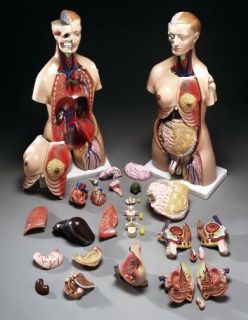 Life Size Unisex Human Torso Anatomical Medical Model
