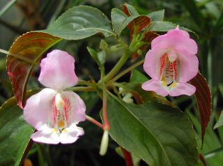 with a few other impatiens species to create new varieties
