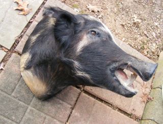 Wild Feral Hog Pig Boar Shoulder Mount Taxidermy Unusual Coloration