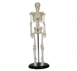 Brand New 19 Mini Skeleton Anatomy Mannequin Base