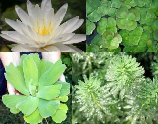  Pond Plant Starter Kit lily, floating plants, water clover, fertilizer