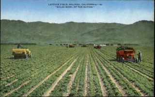 Salinas CA Lettuce Field Tractors Postcard