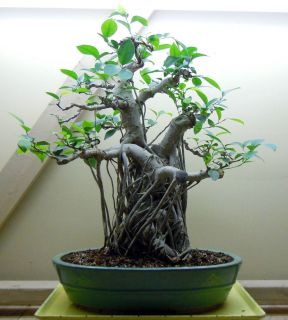  Ficus Bonsai Tree and Pot Speciman Plant