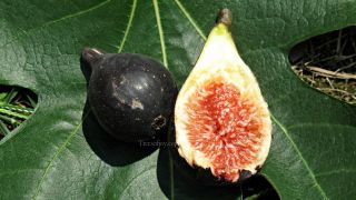 Fig Tree Malone Beautiful and Sweet Black Fig